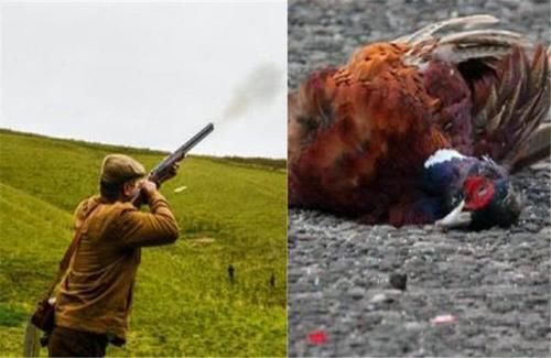  野鸡|英国公路成“野鸡坟墓”，泛滥后被人“通缉”，网友：敢不