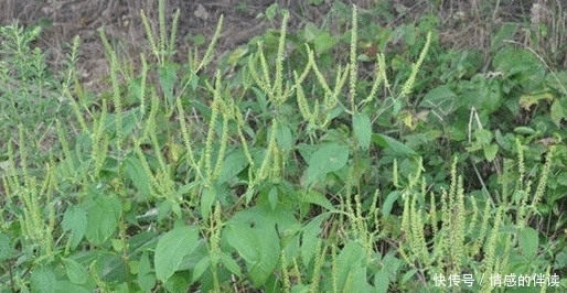  [除草剂]自食其果！转基因催生“超级杂草”，美国农耕方式一下