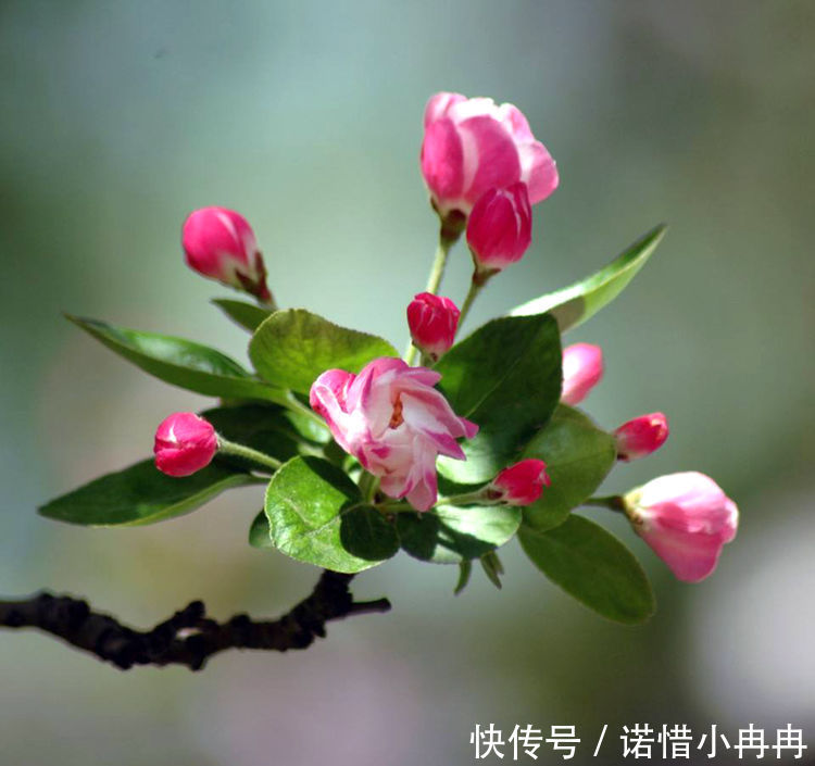 农村一种植物，盆栽做成盆景很漂亮，果实可以食用，农民也爱吃