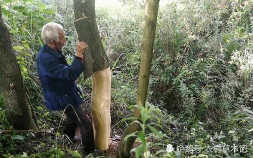  「树皮」此树若出现您家乡，请保护好，谨防采摘树皮，因为太珍