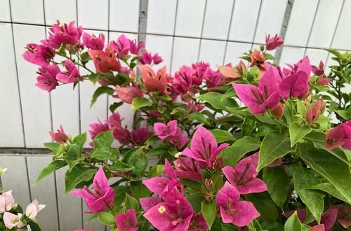  「三角梅」爱三角梅的花友们，哪些品种勤开花，哪些品种开花懒