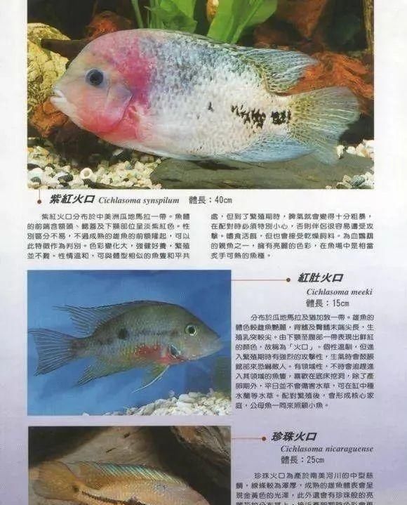  #水族市场上#美洲慈鲷之美，您细品