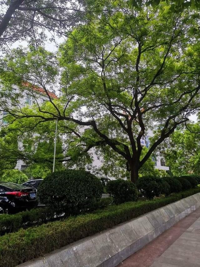  「保留」敬畏自然，我力主保留了“县衙”的那棵老槐树