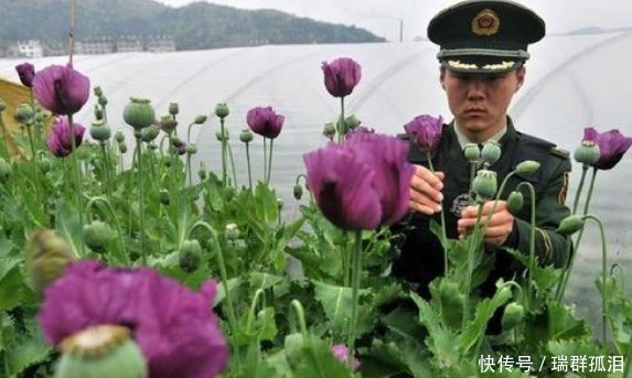  24小时@中国的国宝级农民，有武警24小时保护，只因种的东西危害