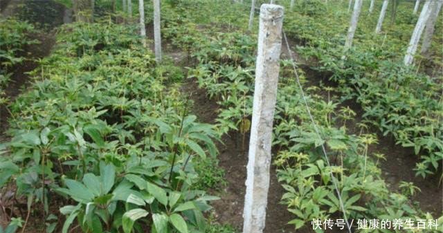 因价值珍贵，野生的已难找到，市场一斤9百元，却少有农民种植