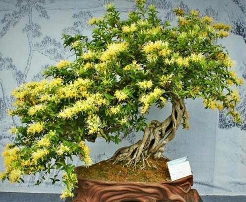  『枝条』金银花盆景要怎样修剪，才能更显苍劲古朴、自然优美！