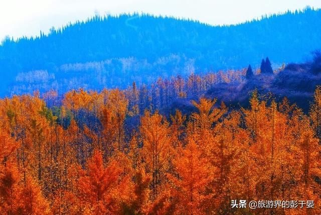 河北栾卸银杏风景区火了，被称为华北地区规模最大银杏林