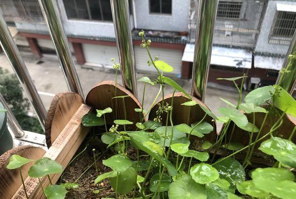  『花养』把花养在室内，满足小小田园梦，4条基本养花技巧，值得你学学