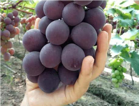 吃葡萄一小时内不要吃这三种食物，对身体坏处太多