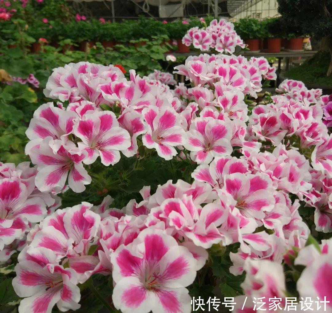 每种■110种天竺葵,每种都超美,看看你认识多少种?