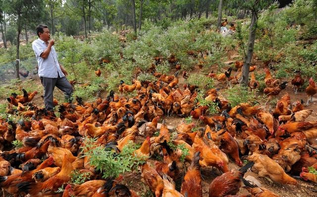  【生态】林鸡鸭猪鱼五位一体立体生态高效养殖（实用）
