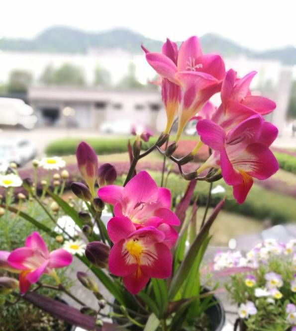  [芳香]此4款花卉，好又好养，一年花开300多天，开花绚丽多彩，芳香怡人