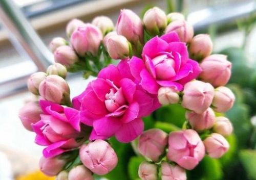  『开爆』阳台养这几种花卉，花开不断，省心长得旺，花开爆盆！