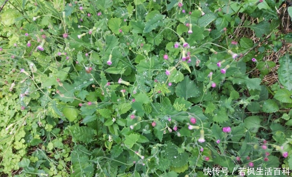 农村路边一种野草，少有人知它是上佳野菜，如今10元一斤成稀罕货