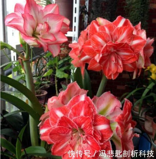 『娇艳』最受欢迎的“4种花”,花朵娇艳、花期长,开花耀眼,人见人爱!