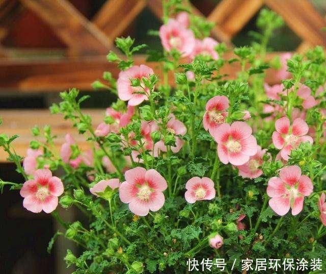  「对光照」这几种花最喜欢“晒太阳”，太阳正旺多晒晒，开花也能变多