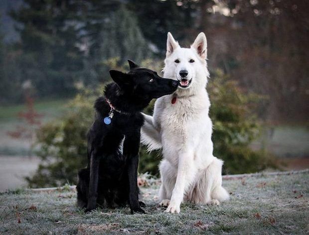  「婚纱照」「黑白牧羊犬」的婚纱照萌化你的心！