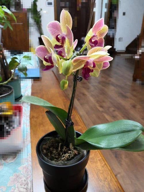 #养育#养育蝴蝶兰，注意这五点！长得好，无虫害，花开俏丽如蝴蝶