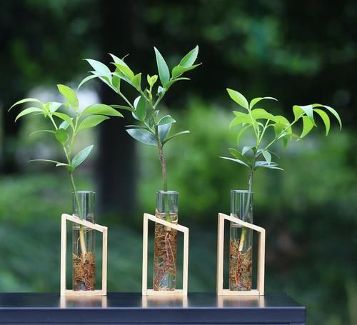  #漂亮#植物界的活化石，净化空气驱蚊效果好，室内不可不养的漂亮绿植