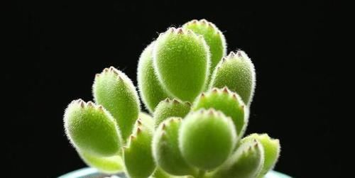  植物■哪些花能忍受恶劣的环境，养护容易一些？
