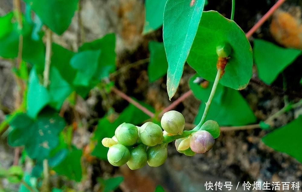 农村夏季6大野果，第1种泡酒是一绝，第6种被誉为“水果之王”