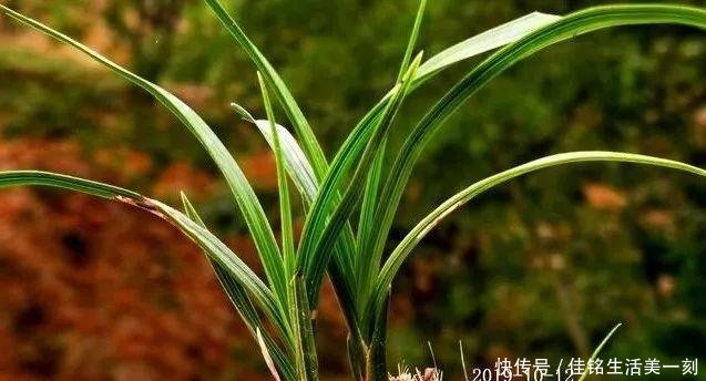  #能力#如何让病后的兰花弱苗复壮怎样才算真正复壮用实例告诉你