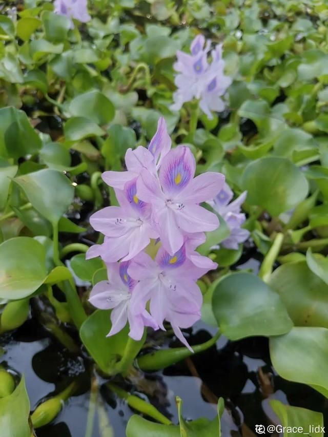 「得像」急性子就养铜钱草,俩月爆满整个家,多得像生物入侵