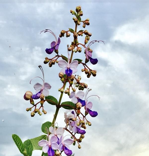  『值得』此新型观赏花木，花朵似蝴蝶飞舞，全年开花，栽培容易，值得拥有