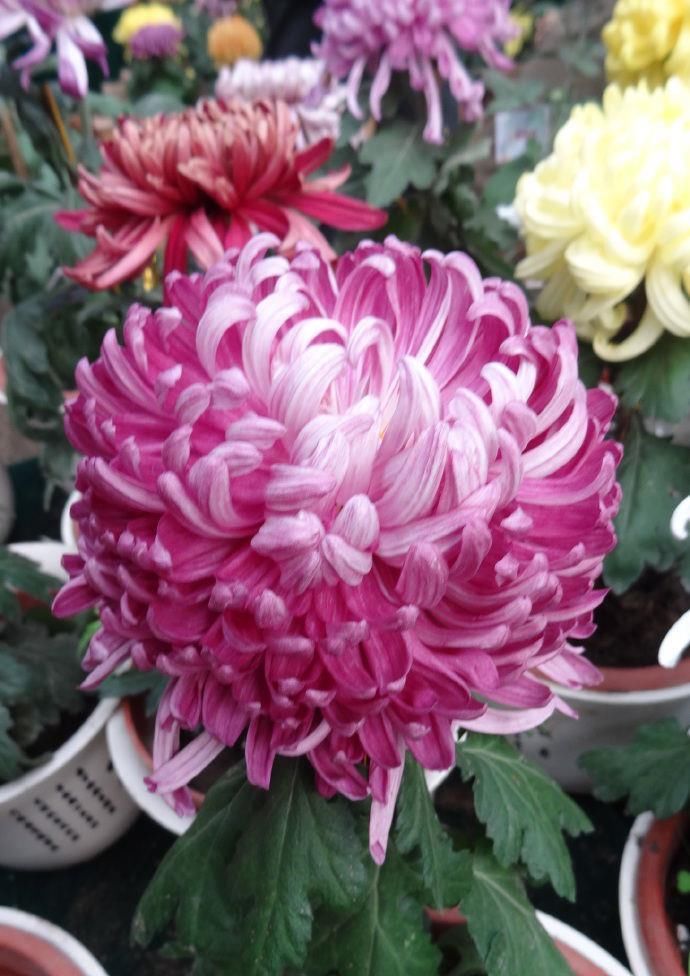  『高贵典雅』“珍品名菊”繁花似锦，高贵典雅，端庄秀丽，让人爱不释手！