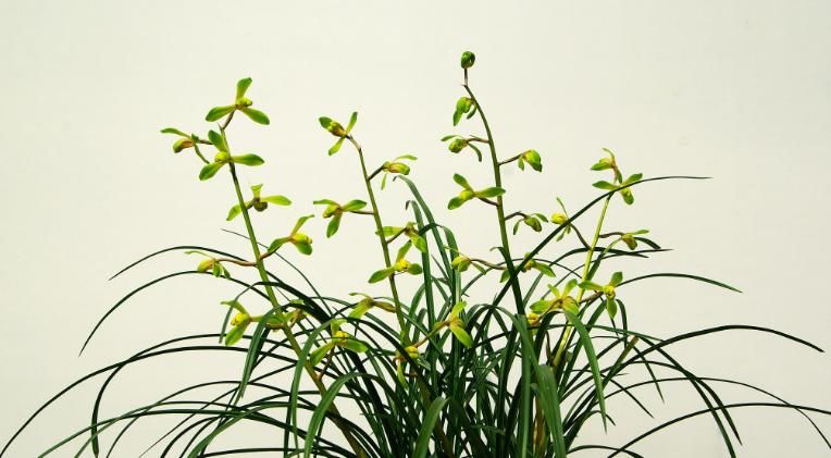  「通透性」养护兰花花盆“堆一堆”，盆土通透性强，不再担心“积水”问题
