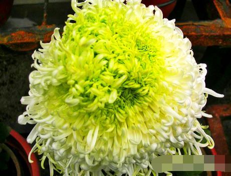  「泉乡水昌」喜欢菊花，不如养“菊中珍品”?泉乡水昌，似汩汩泉水，洁白如玉