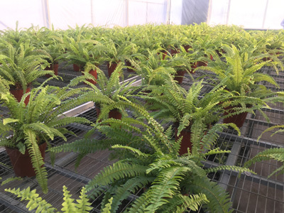 建三江农业科技园区：智慧农业结硕果