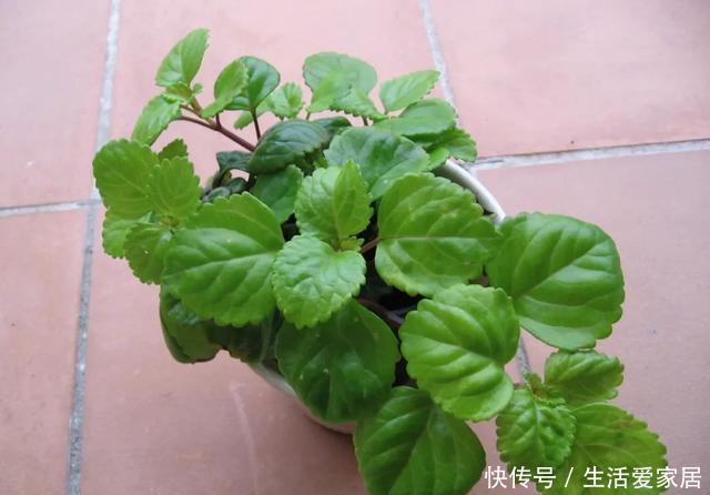 适合|瑞典常青藤养好了能开淡紫色小花,很适合养成窗台的吊盆观叶植物
