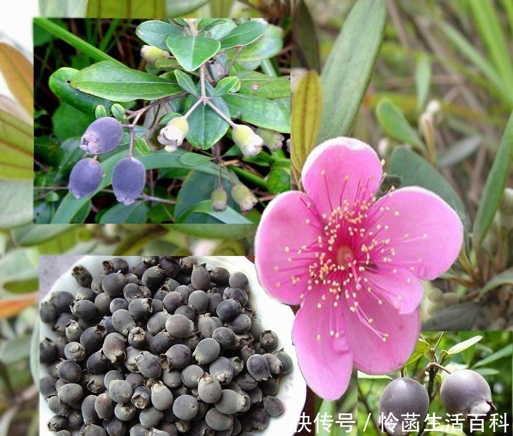 它珍贵稀少，果实可泡酒“祛风除湿”，若见到记得只采野果别挖根