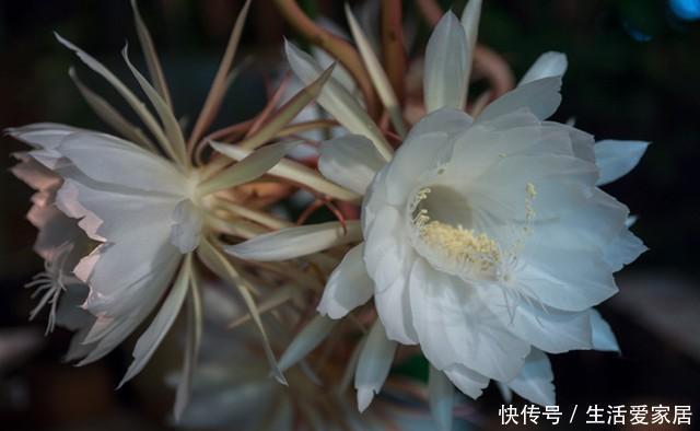  扦插|昙花，一片叶子插一盆，这样养，一开就是几十朵，一年开好多次