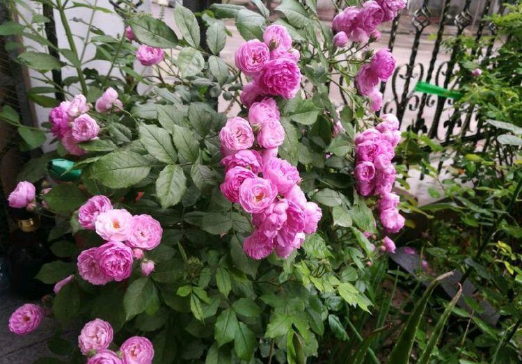 优良月季“葡萄园之歌”,花繁叶茂,美丽怡人,堪称养花首选