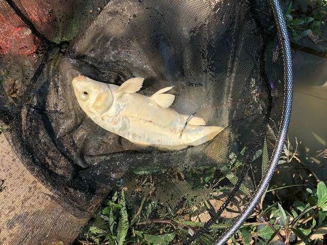  [认不出来]长成这样的鲤鱼还真不多见，要不是钓鱼的年头久，还真认不出来！