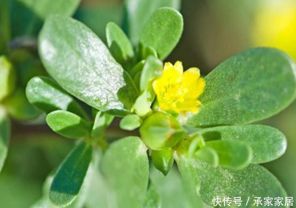 『路边』一种乡村路边常见的野菜,抗菌还能预防虫子叮咬,阳台也可盆栽