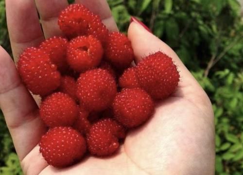  『植物』山沟里的1种“野草”，1棵能结出10个“红果子”，小时候常去摘！