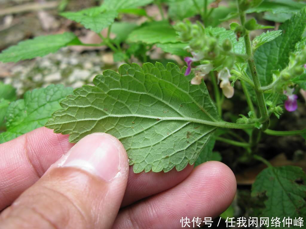 农村山里一种野草，蛇见到就怕，人称“血见愁”，是治蛇伤良药