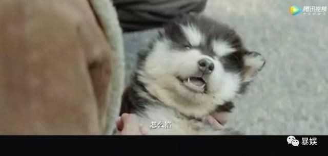 卓伟又写新诗爆料，赵丽颖无奈晒狗劈叉，到底最后谁会打脸？