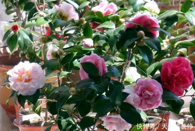 『盆土』茶花搬到室内就掉叶枯花苞?盆土浇不透水是祸端,要选对浇水方法