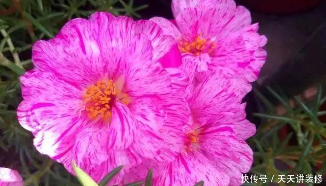  [图片作者]15种超级好养的花，不死鸟居然不是第一，“养花杀手”们试一试吧
