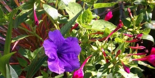 「观花」这种名叫兰花草的植物，是不是你要找的观花植物呢？