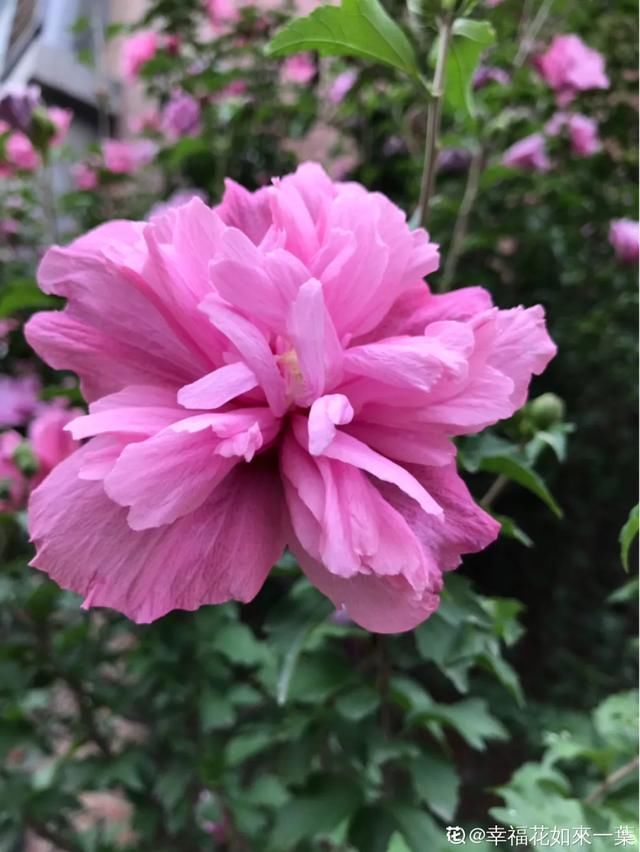 开出漂亮■阳春三月,出门踏青,原来有这么多漂亮花!