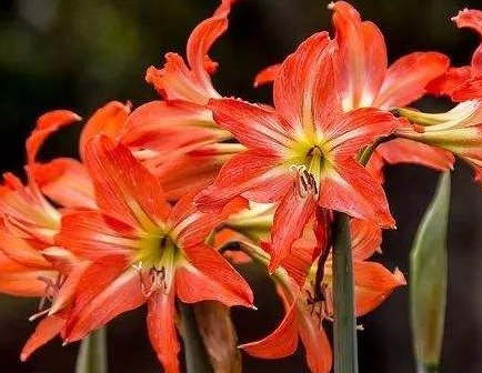 养花@养花就养“清幽”的,花开纯白似雪,花姿卓越,全年开花不断,美