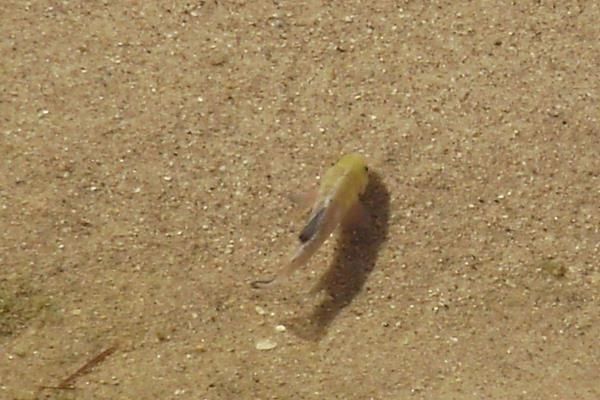 命最“硬”的鱼，在沙漠挣扎了五万年，人类看不下去出手相助