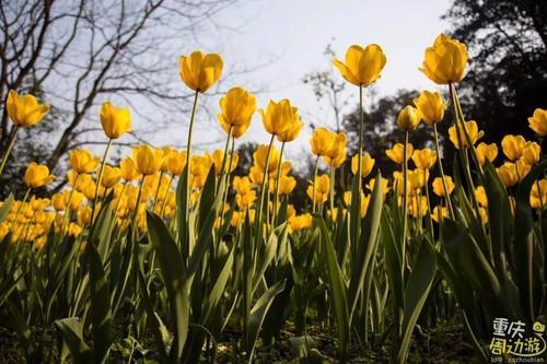 花开成海！再过一周重庆将美翻全国，14处美景玩转这个春天！