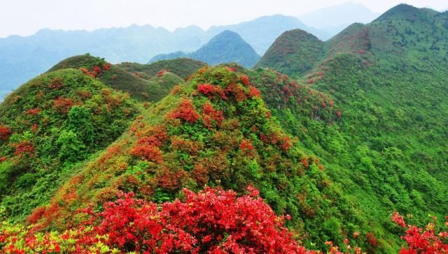  土壤■映山红为什么不开花？如何能让映山红开花？栽培映山红的注意事项
