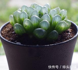  光照：爱养植物却总是忘记浇水，那就养多肉吧，一个月不浇水还好好活着